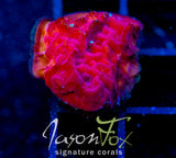 JF RASPBERRY ICE LEPTO