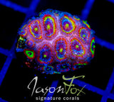 F2M HOLY GRAIL MICROMUSSA XL FRAG