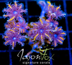 JF TANGERINE TWISTERS CLOVES