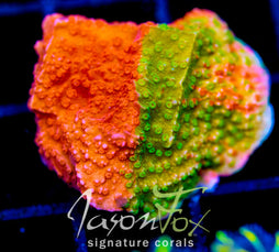 WWC GRAFTED MONTI CAP