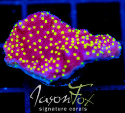 JF YELLOW FEVER MONTI