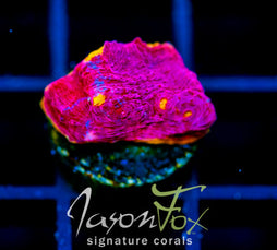 WWC JELLY BEAN RAINBOW CHALICE