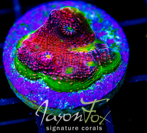 JF TICKLE ME PINK WATERMELON CHALICE