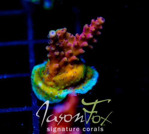 RRC PINK CADILLAC ACRO