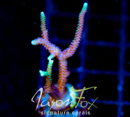 JF GLOWING FINGERS BN