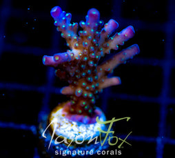 JF COOLERS CHAMPAGNE ACRO