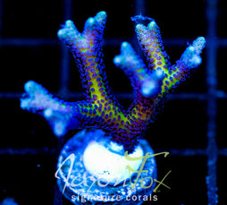 ORA BIRDS OF PARADISE BN