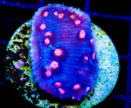 JF HELLS EYE CHALICE