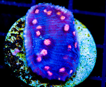 JF HELLS EYE CHALICE