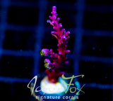 TYREE RED DRAGON ACRO