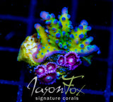 JF LEMONGRASS ACRO COMBO