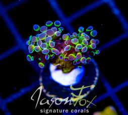 JF HOLOGRAM HAMMER 2 HEADS