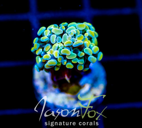 JF NIGHT SHADE HAMMER