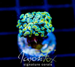 JF NIGHT SHADE HAMMER