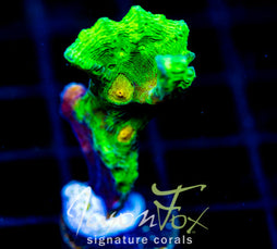 SPACE INVADER PECTINIA