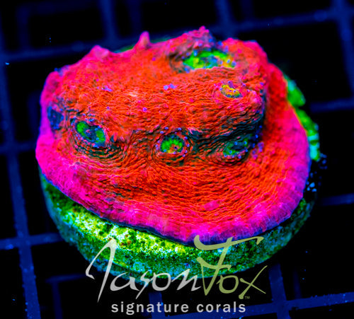 JF PINK BOOBIES CHALICE XL FRAG