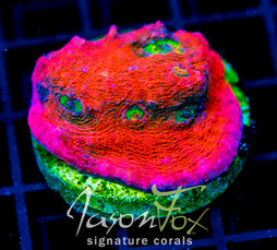 JF PINK BOOBIES CHALICE XL FRAG