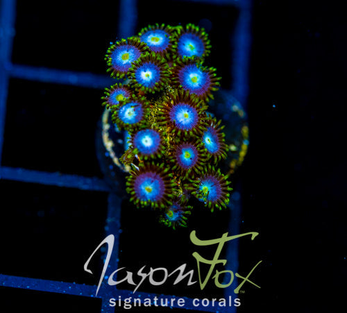 JF SKY BLUES ZOAS