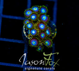 JF SKY BLUES ZOAS