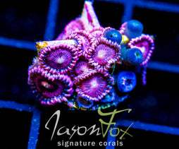 JF BURNING BLOSSOMS COMBO