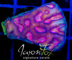 JF RAINBOW BATTLE GONIASTREA