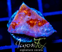 JF GOLDEN GALAXY CHALICE