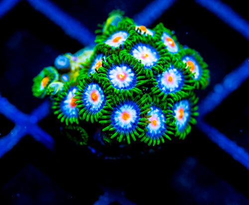 JF STARGAZERS ZOAS