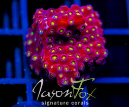 BLING BLING CYPHASTREA