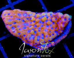 JF BLOODY SUNRISE MONTI