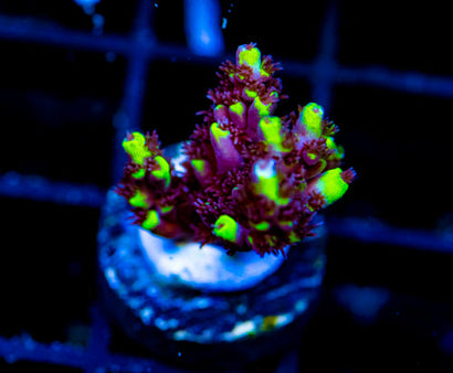 JF YELLOW SABER ACRO