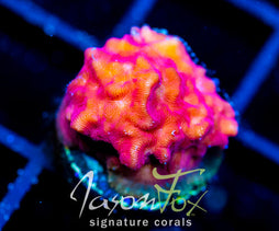 JF RASPBERRY ICE LEPTO