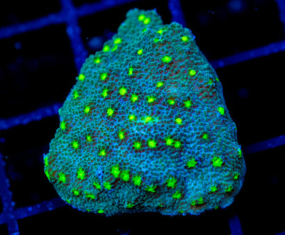 JF LIME TIME ASTREOPORA