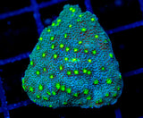 JF LIME TIME ASTREOPORA