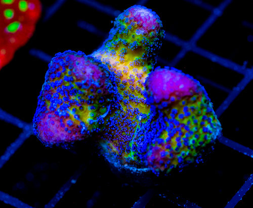 JF BLUEBERRY FIELDS STYLO