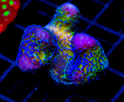 JF BLUEBERRY FIELDS STYLO