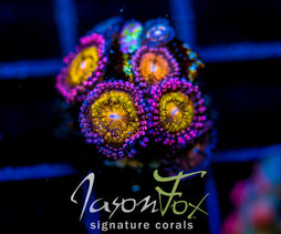 JF MOHICAN SUNS ZOAS