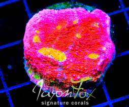 JF PINK BOOBIES CHALICE