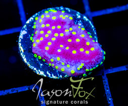 JF YELLOW FEVER MONTI