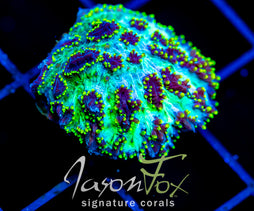 JF MAGIC CARPET HYDNO