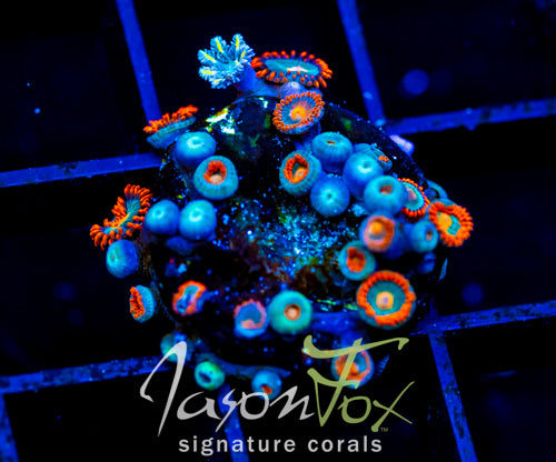 JF GATORAIDES ZOAS COMBO