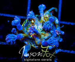 JF ORANGE INFUSED RAINBOW CLOVES