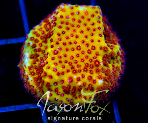 JF BURNIN  BANANA STYLO