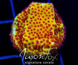 JF BURNIN  BANANA STYLO