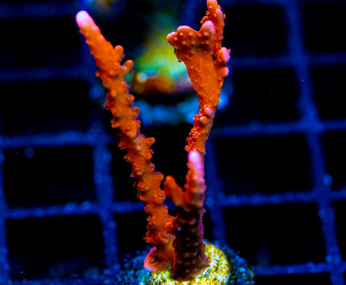 JF FIRESTARTER MONTI HIRSUTA