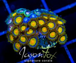 JF SUNFLOWER ZOAS COMBO