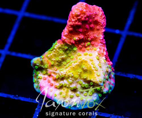 WWC GRAFTED MONTI CAP