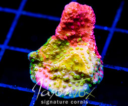 WWC GRAFTED MONTI CAP