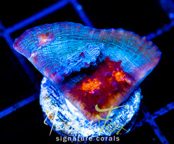 JF RED HELLSPAWN CHALICE