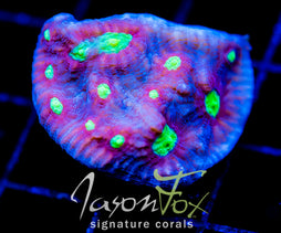 WWC DISTRICT 9 CHALICE