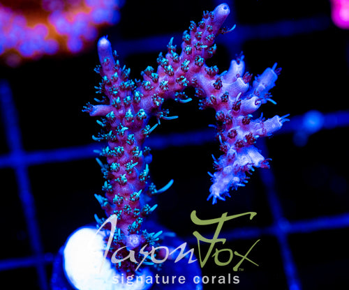 JF SUPER SHAGGY ACRO